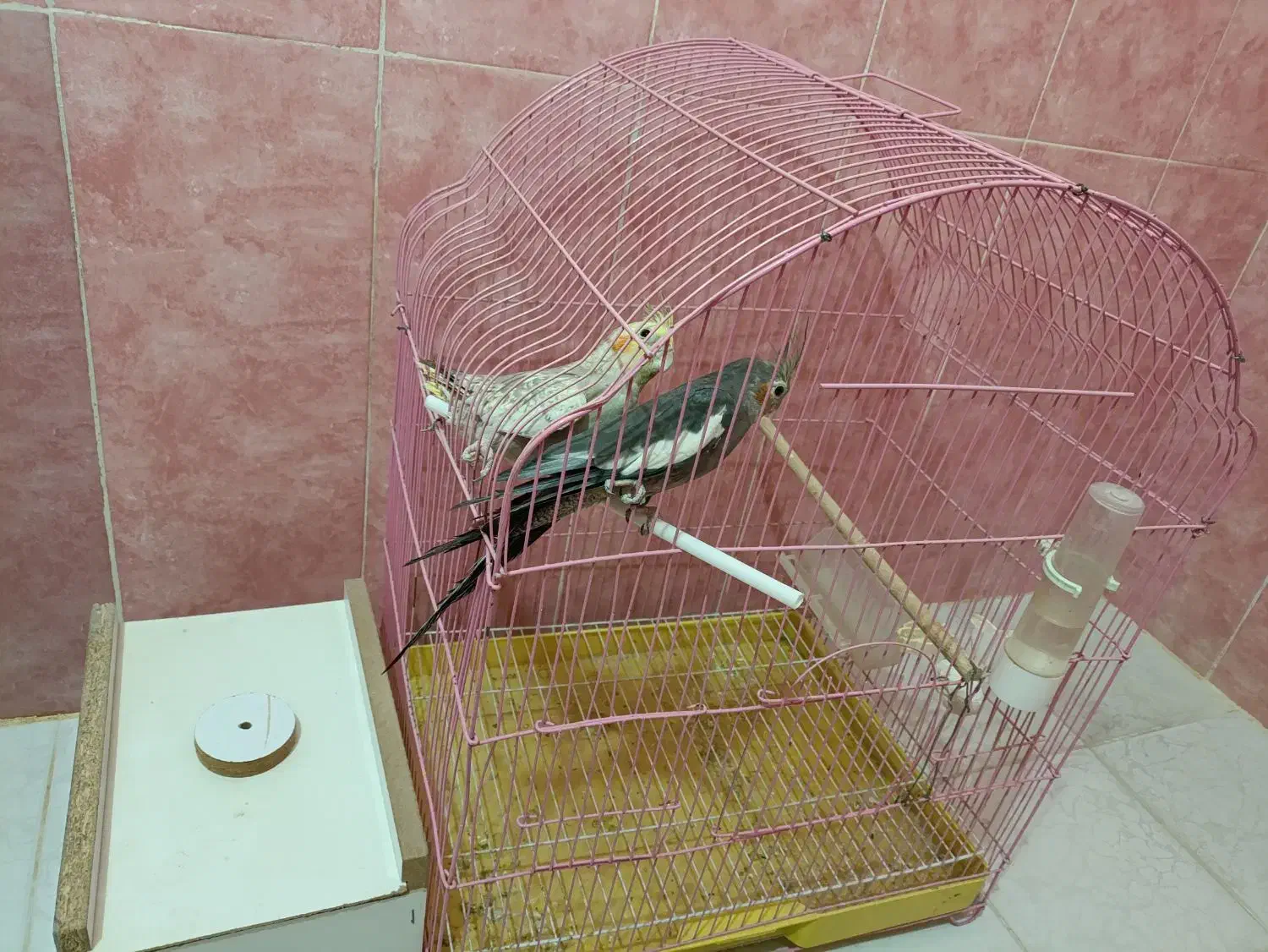 عروس هلندی اهلی همراه با قفس و لانه|پرنده|مشگین شهر, |دیوار