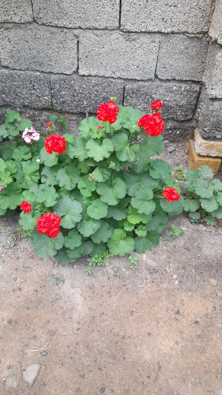 باسلام|فروش زمین و ملک کلنگی|منجیل, |دیوار