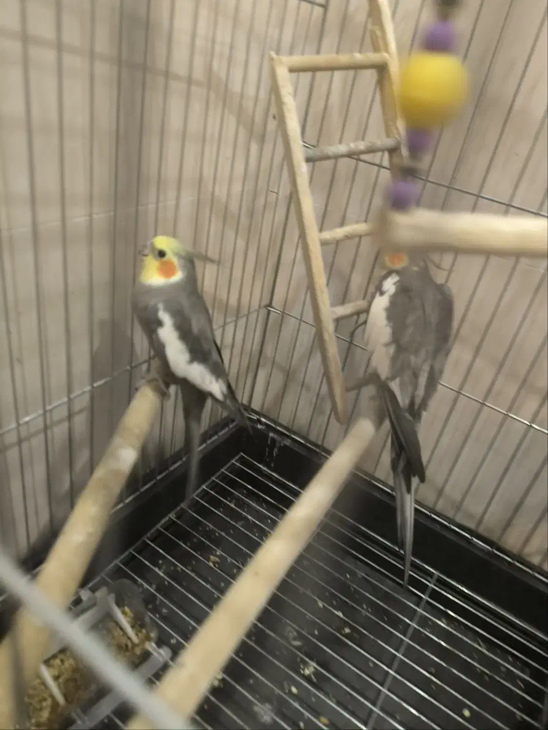 عروس هلندی سخنگو با قفس|پرنده|ری, دیلمان|دیوار