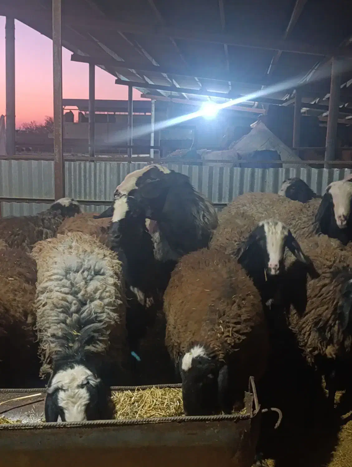 قوچ شال اسیل|حیوانات مزرعه|اقبالیه, |دیوار