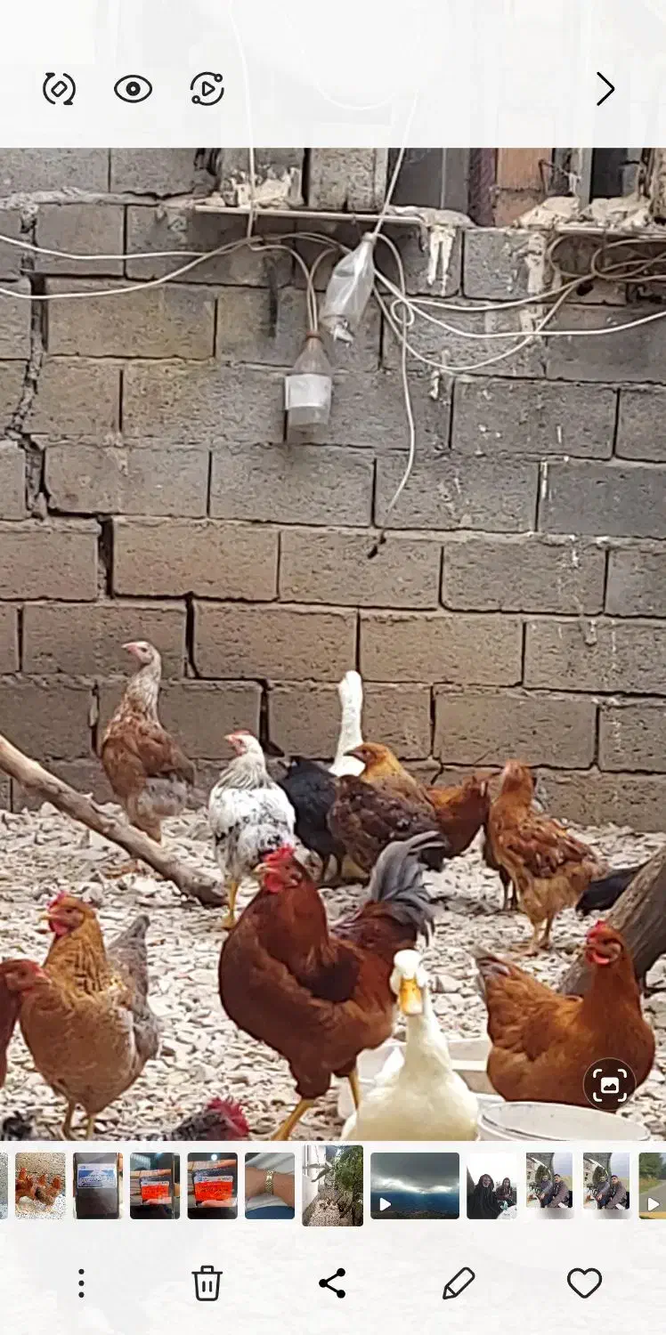 تعدادی مرغ خروس موجوده اردک محلی|حیوانات مزرعه|کلاردشت, |دیوار