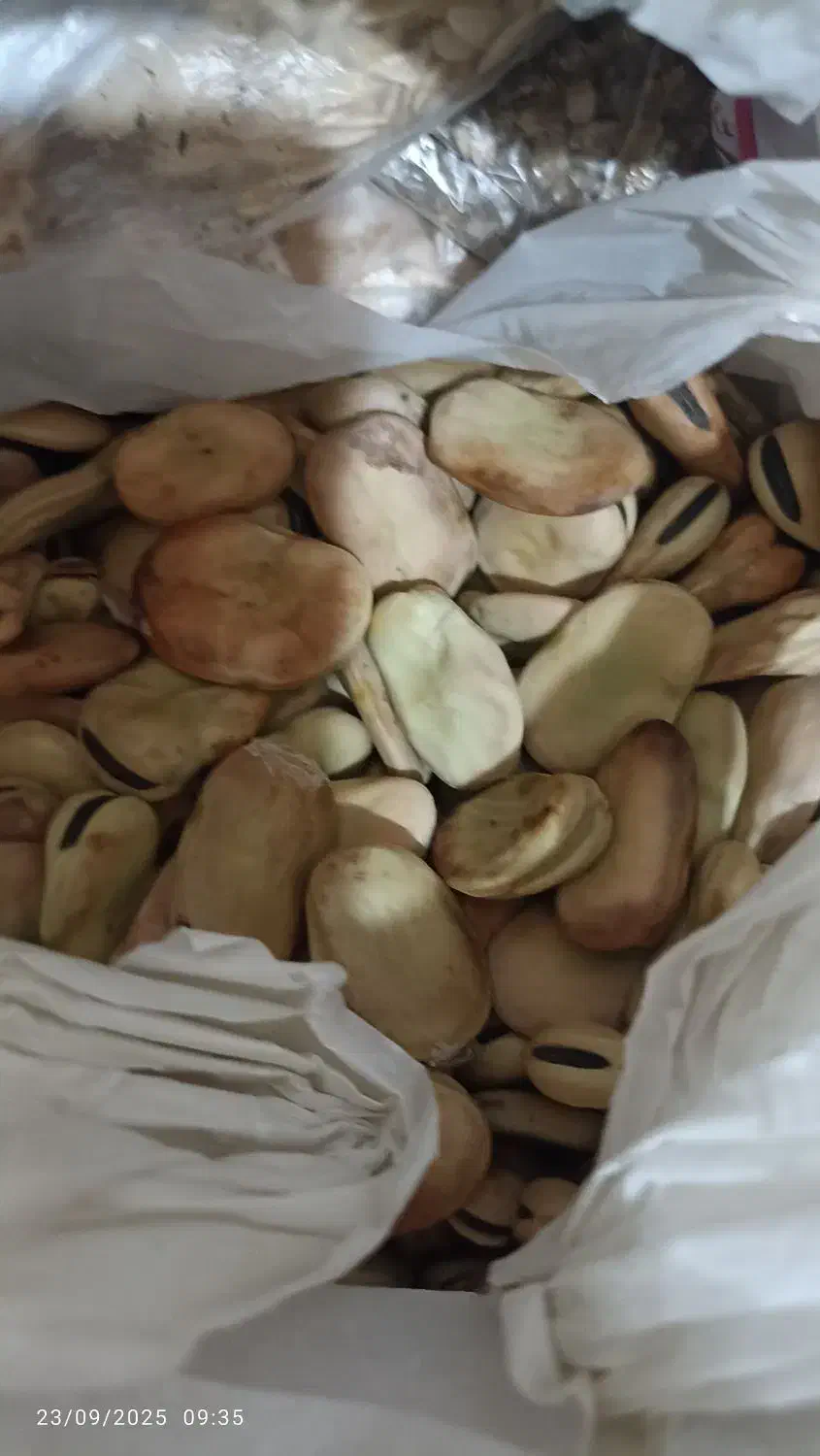 باقلا|خوردنی و آشامیدنی|لاهیجان, لاشیدان|دیوار