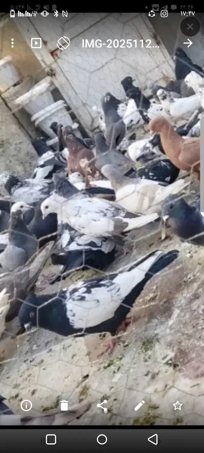 کبوتر کشتنی ویا سر بُری دونه 75|پرنده|کازرون, |دیوار