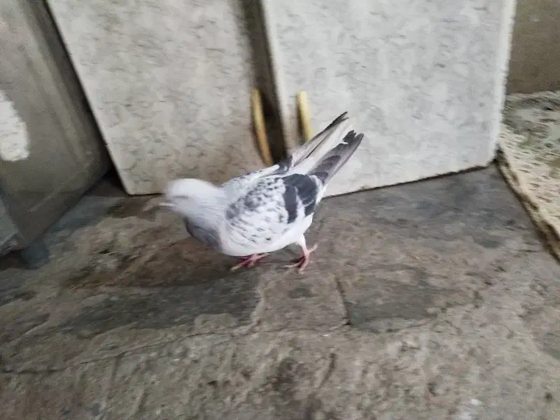 کبوتر|پرنده|نیمروز, |دیوار