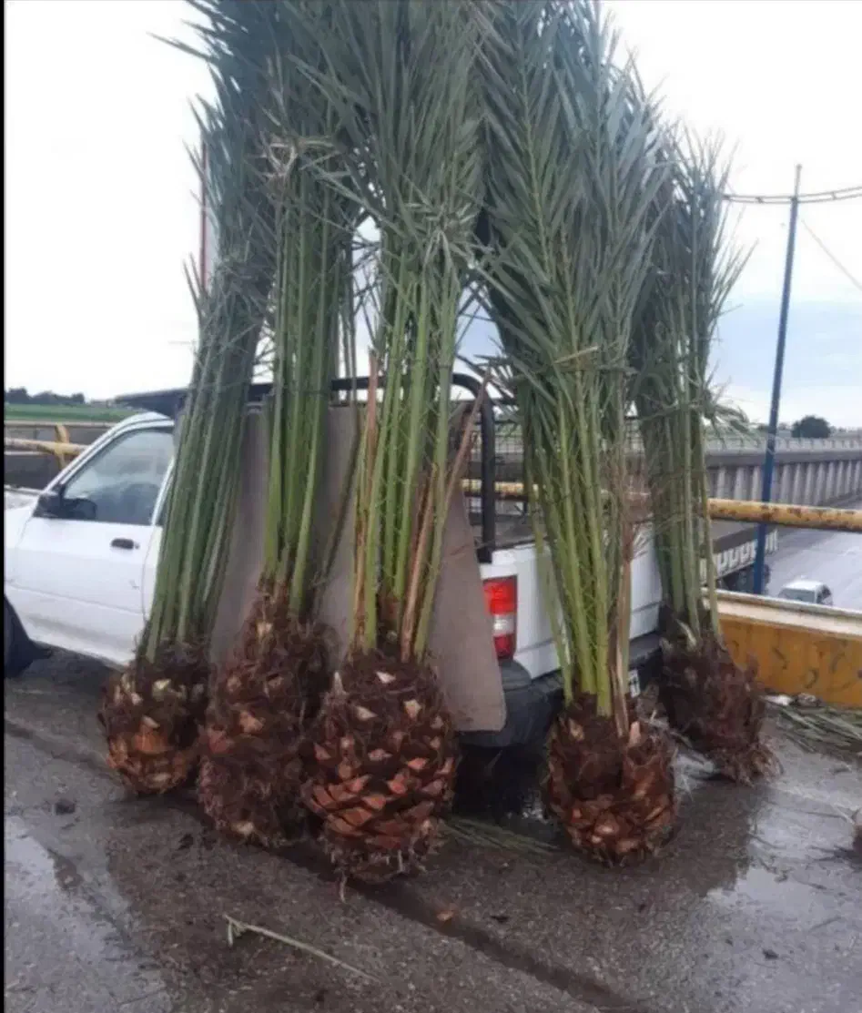 فروش انواعی نخل های خرما تا تنه ۳متر|خدمات باغبانی و درختکاری|رفسنجان, |دیوار