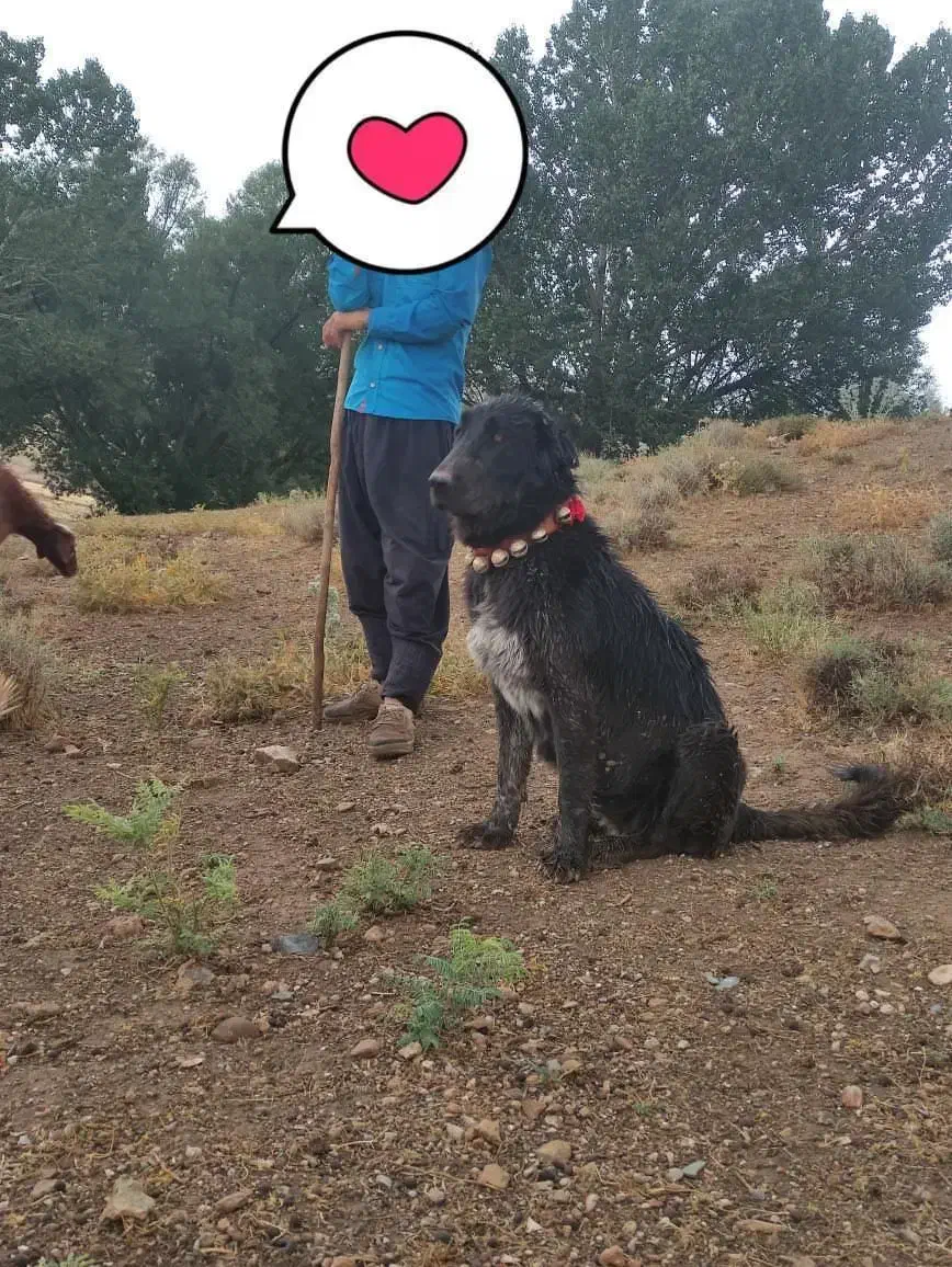 توله قدرجونی|سگ|داران, |دیوار