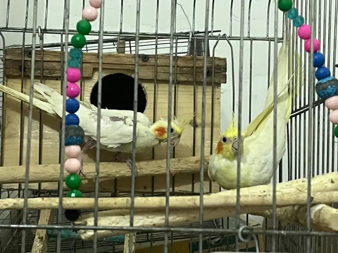 فروش دوعدد عروس باهم ۱۳۰۰۰۰۰|پرنده|رشت, هلال احمر|دیوار