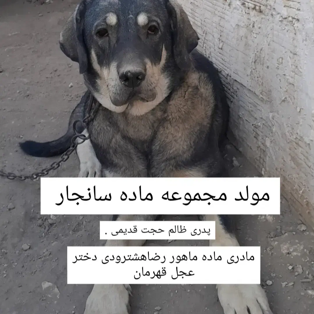 بعلت جمع آوری|سگ|خوی, |دیوار