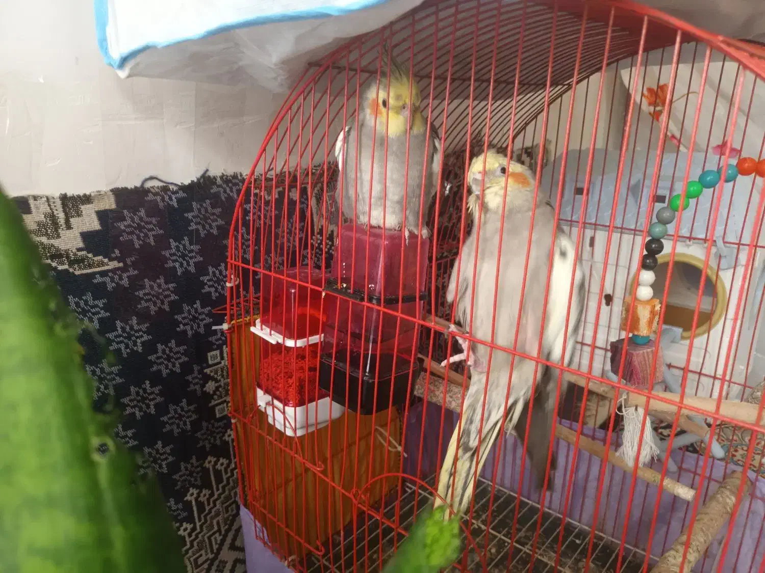 عروس هلندی|پرنده|اردبیل, |دیوار