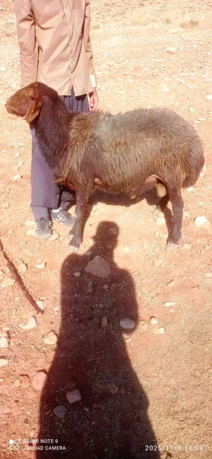 فروش فوری قوچ|حیوانات مزرعه|کوهدشت, |دیوار