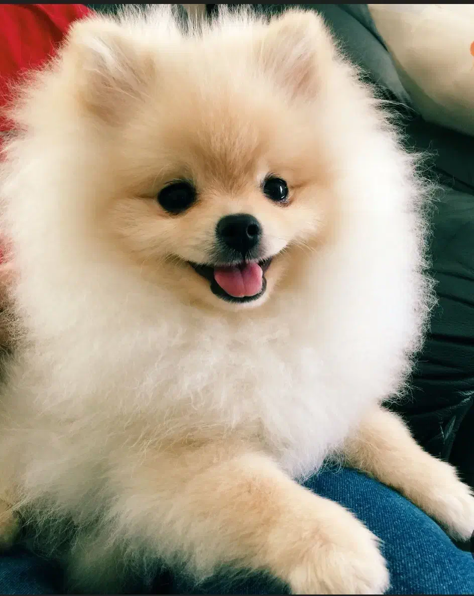 سگ گمشده|سگ|بندر کنگان, |دیوار