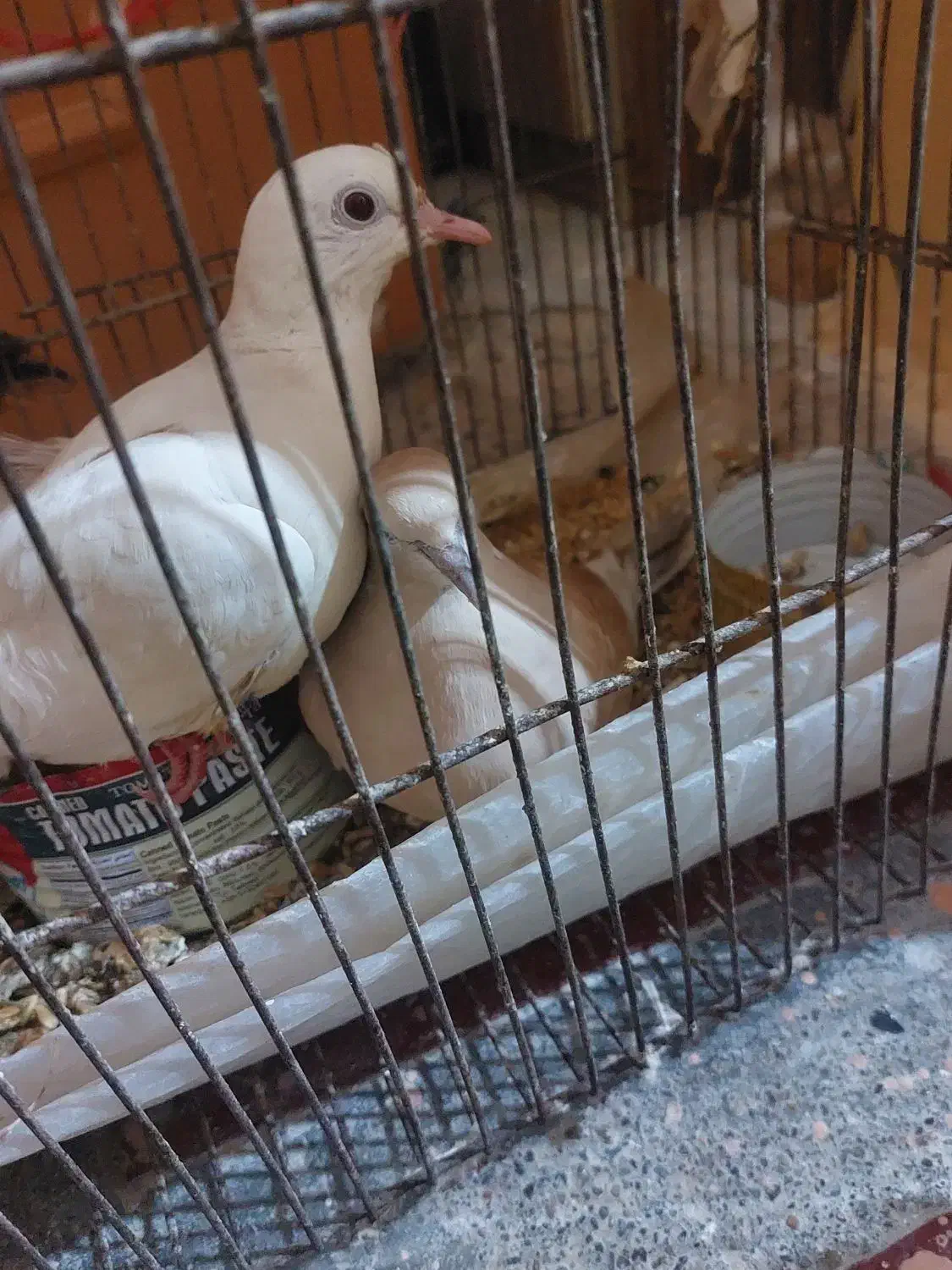 مرغ عشق|پرنده|زهک, |دیوار