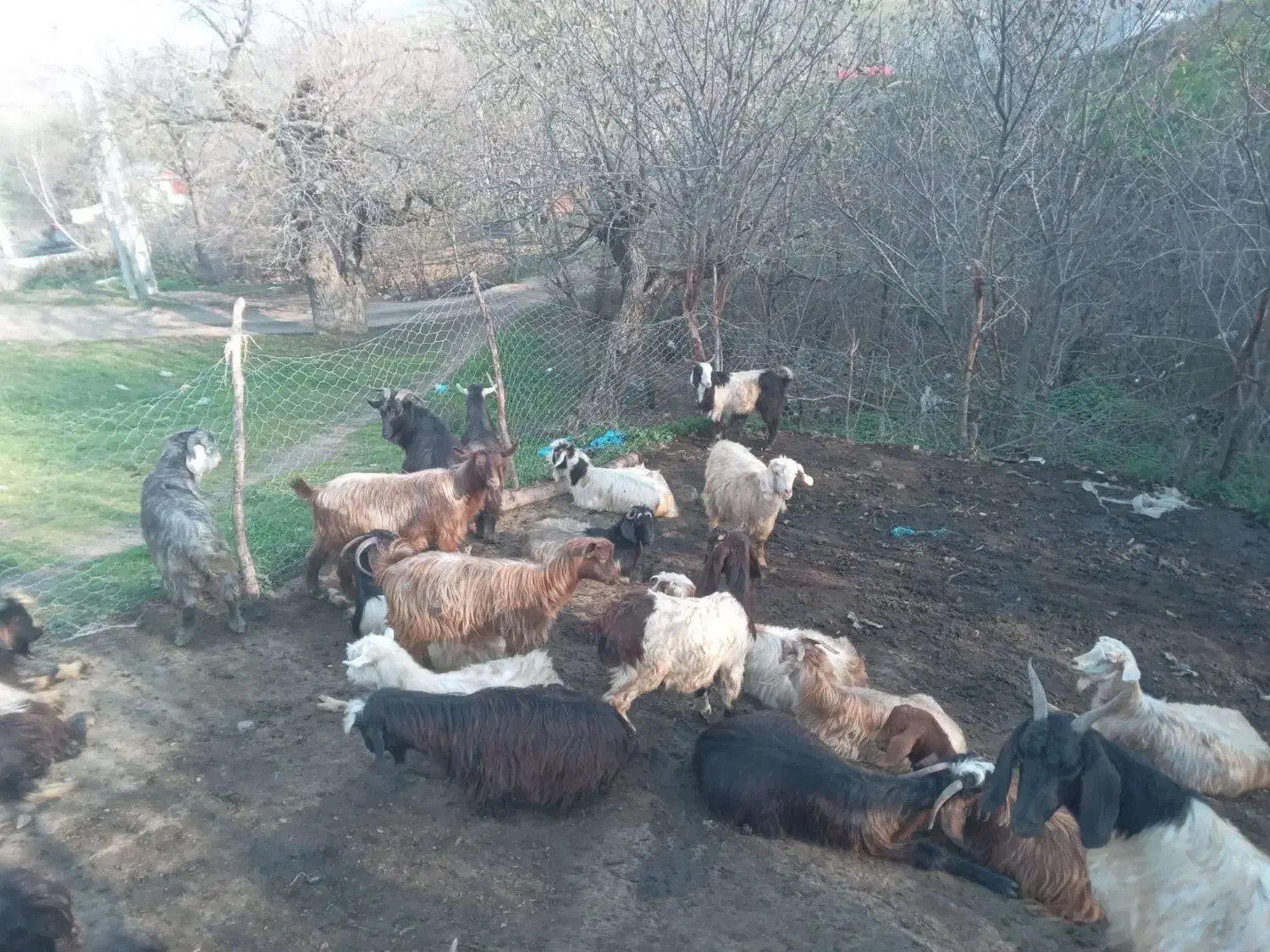 بزوبزغاله برای فروش ۳۶عدد|حیوانات مزرعه|گرمی, |دیوار