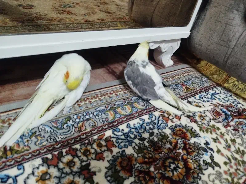 عروس هلندی جوجه|پرنده|مشگین شهر, |دیوار