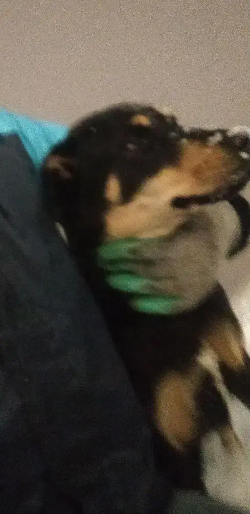 سگ گمشده|حیوانات|مشهد, کوی سیدی|دیوار