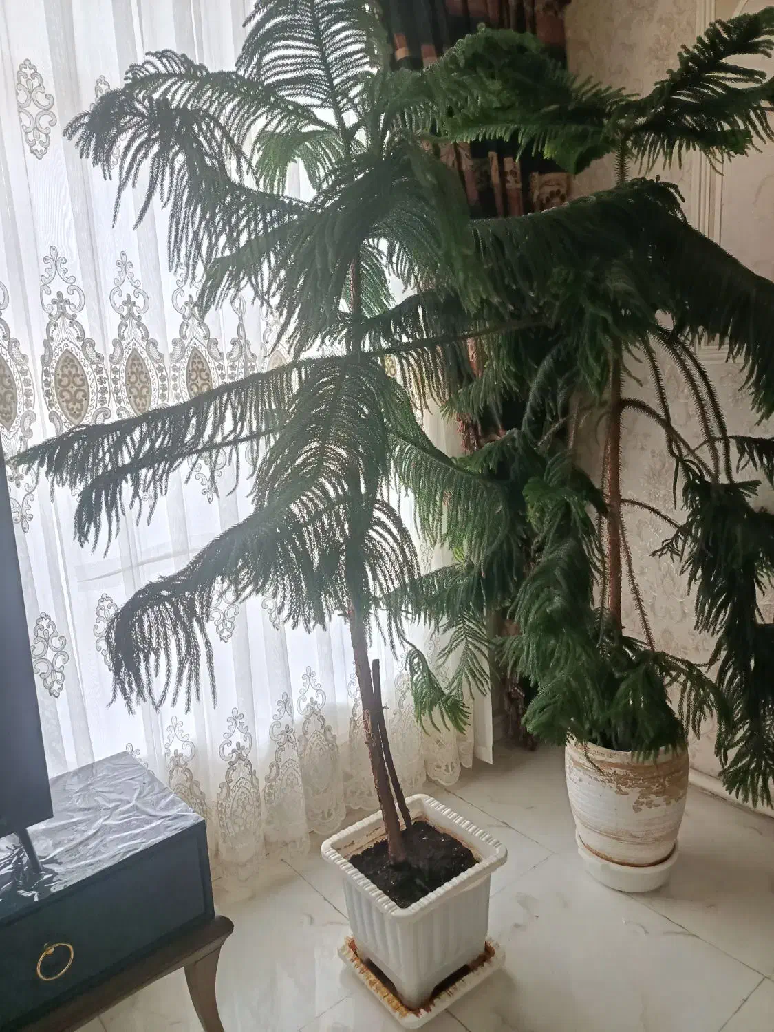 فروش گل|گل و گیاه طبیعی|اهر, |دیوار