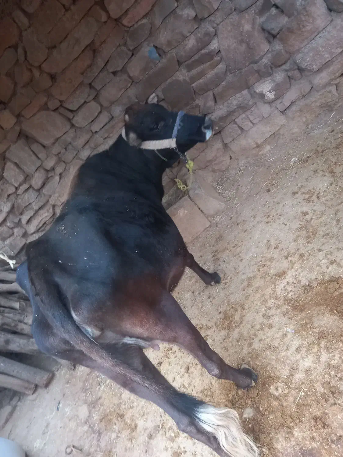 گاو و گوساله نر  بفروش میرسد|حیوانات مزرعه|اندیکا, |دیوار