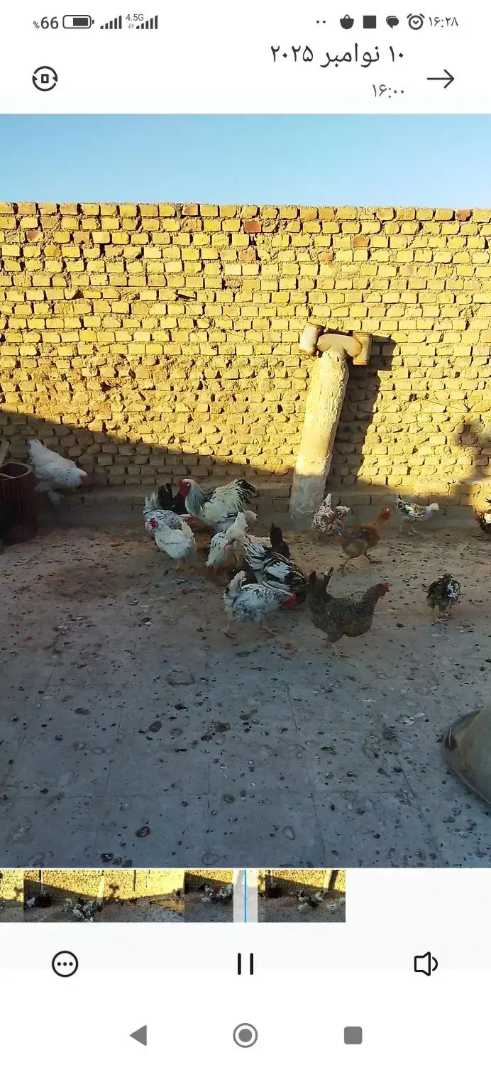 مرغ و خروس رسمی لهستانی|حیوانات مزرعه|یزد, |دیوار