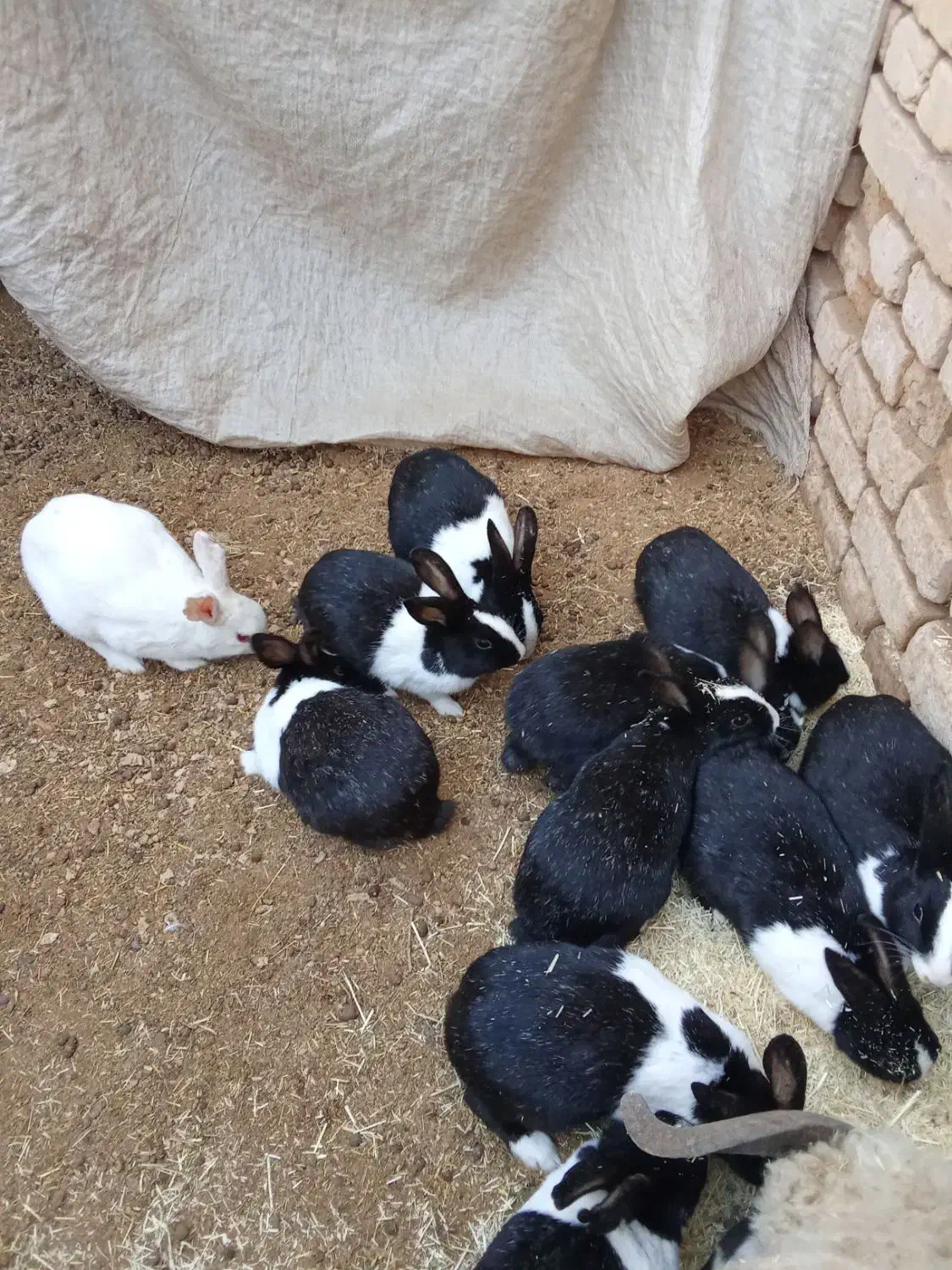 خرگوش|موش و خرگوش|انار, |دیوار