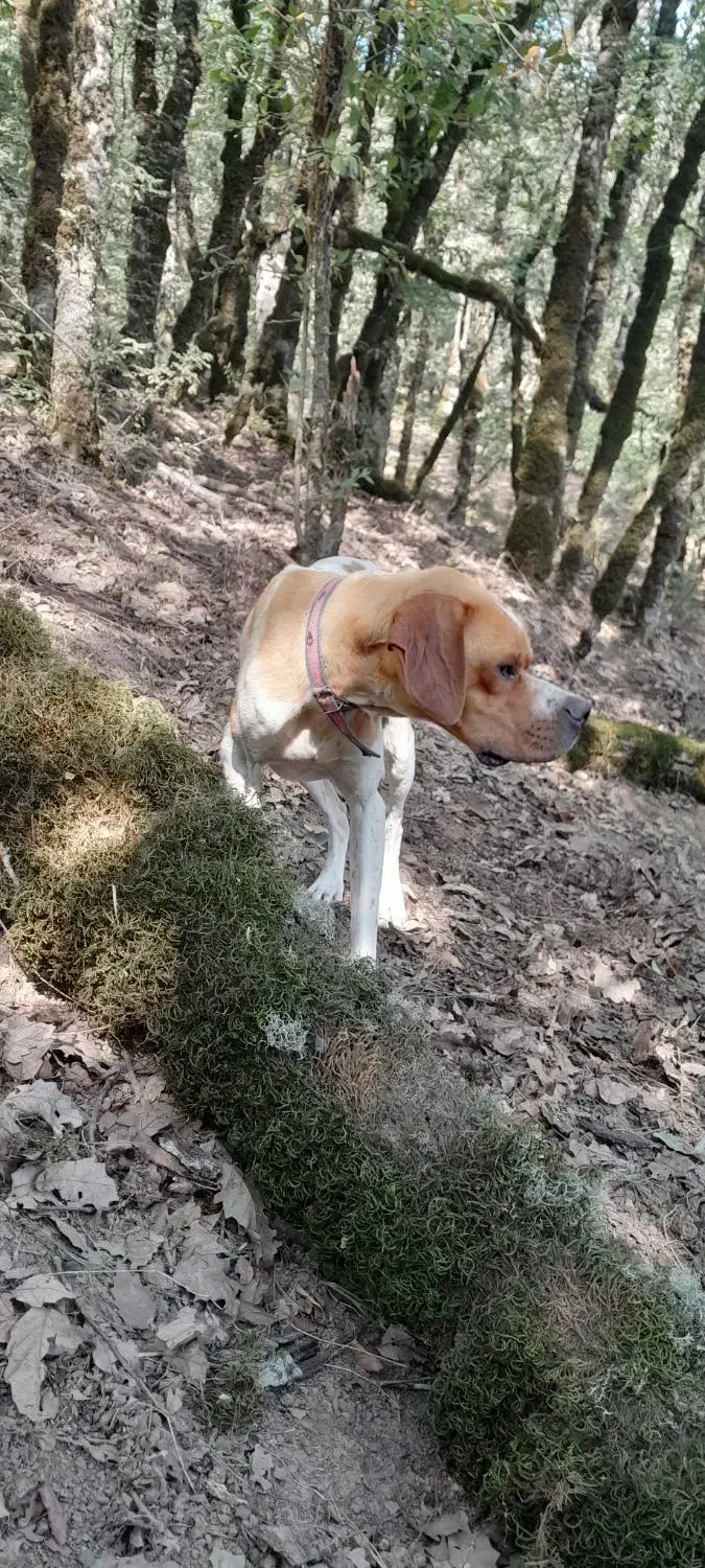 فروش توله سگ انگلیس یک ساله نر قیمت هشت میلیون|سگ|گلی داغ, |دیوار