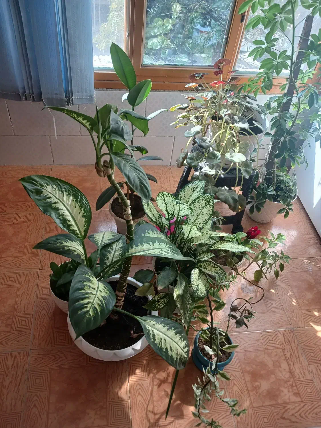 گل به علت اسباب  کشی|گل و گیاه طبیعی|جوانرود, |دیوار