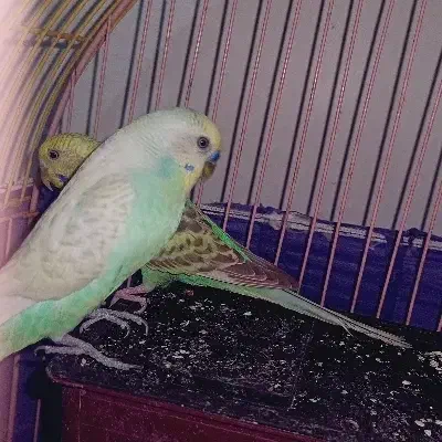 مرغ عشق|پرنده|شاهرود, |دیوار