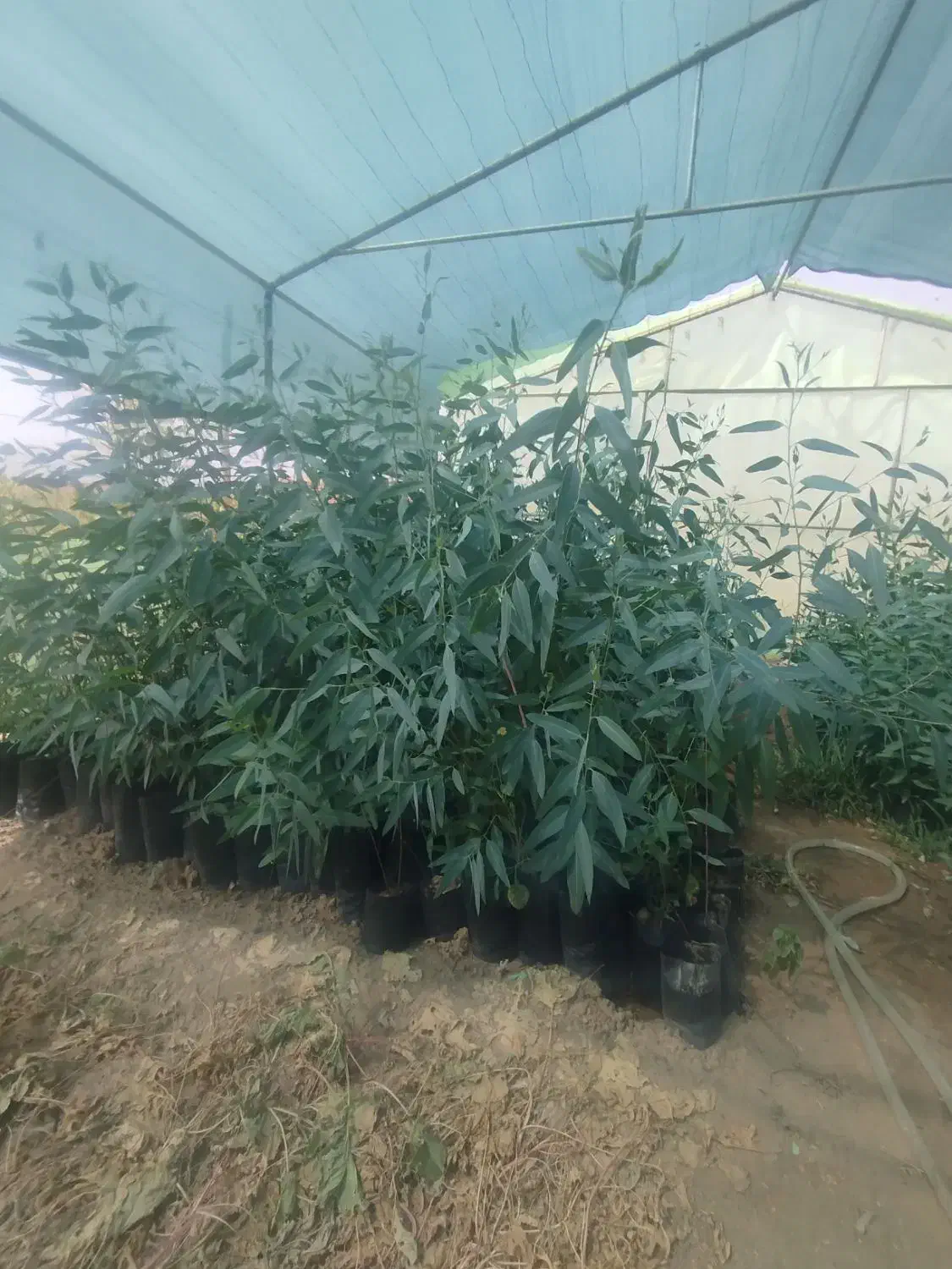 نهال اکالیپتوس|گل و گیاه طبیعی|کاشان, مشکات|دیوار