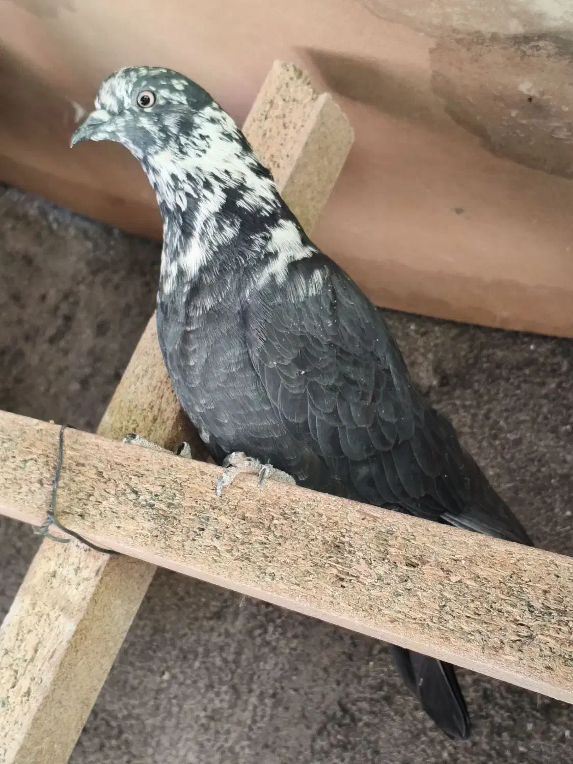 تعدادی تهرانی معاوضه با شهرستانی|پرنده|شریف‌آباد, |دیوار