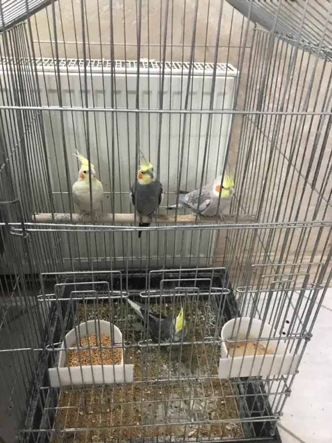 عروس هلندی جوان|پرنده|اردکان, |دیوار