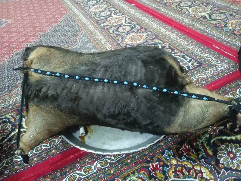 هیزه جا روغن|ظروف نگهدارنده، پلاستیکی، یکبارمصرف|رومشکان, |دیوار