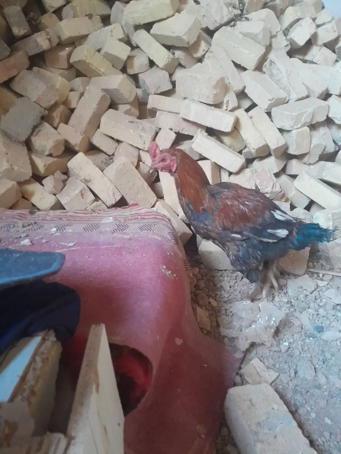 ج لاری|حیوانات مزرعه|کنگاور, |دیوار