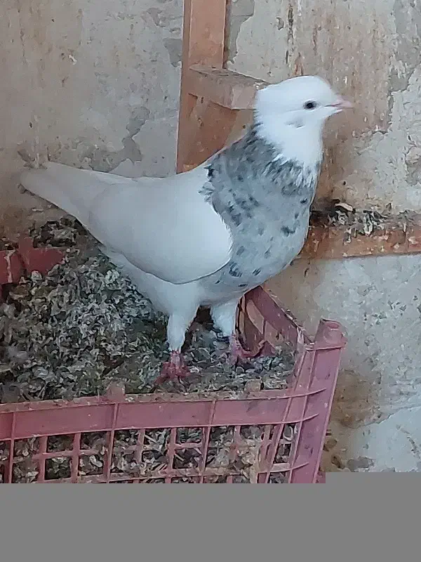 طوقی هفت رنگ|پرنده|برازجان, |دیوار