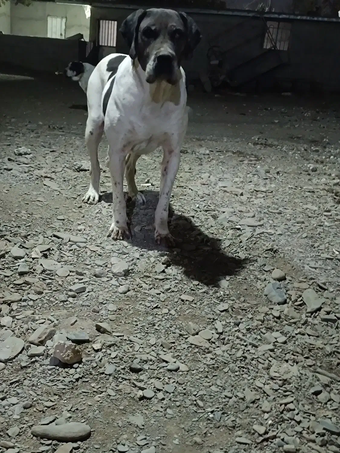 ماده گریدین|سگ|مشهد, نوید|دیوار