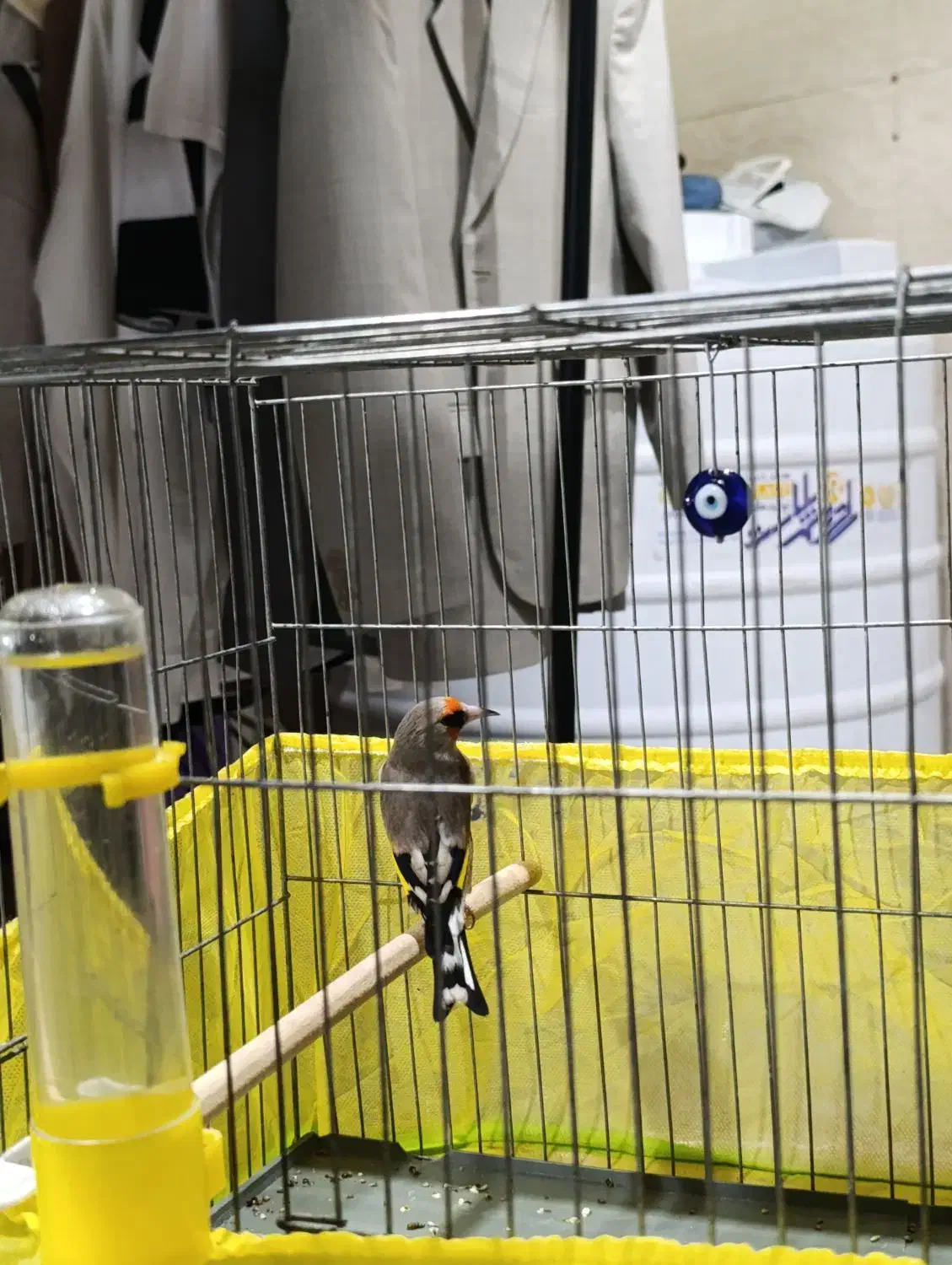 سهره سقا نر|پرنده|کرمان, |دیوار