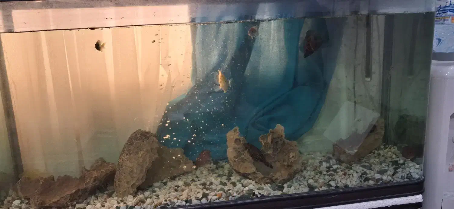 معاوضه فقط|ماهی|بندرعباس, |دیوار