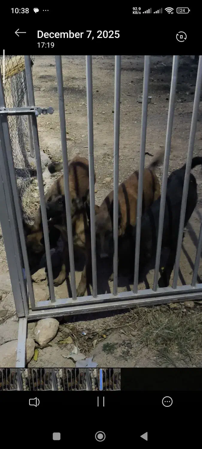 داچ مالینویز|سگ|شیراز, گلدشت معالیآباد|دیوار