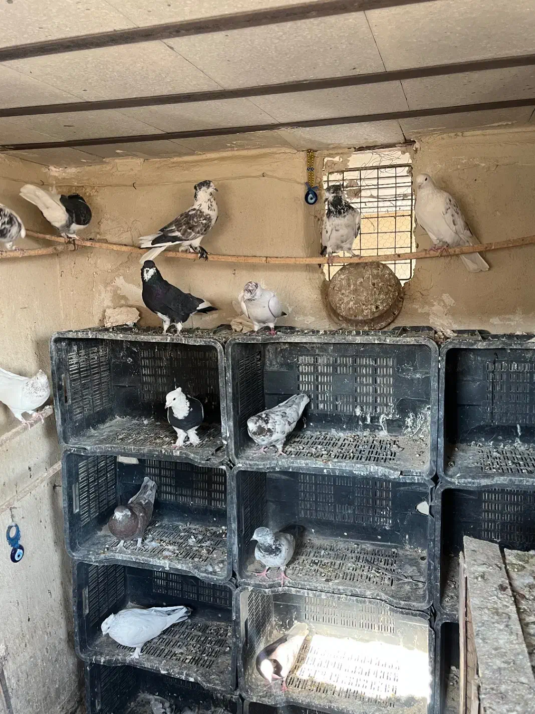 نروماده پرشی|پرنده|قم, حنیف نژاد|دیوار