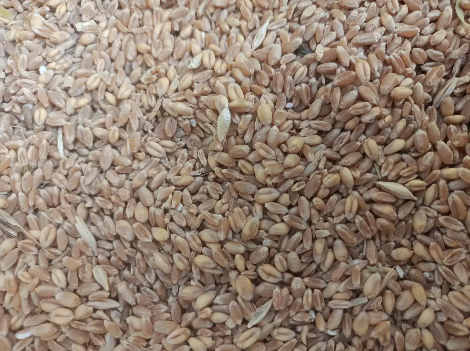 گندم پیشگام|عمده‌فروشی|چناران, |دیوار