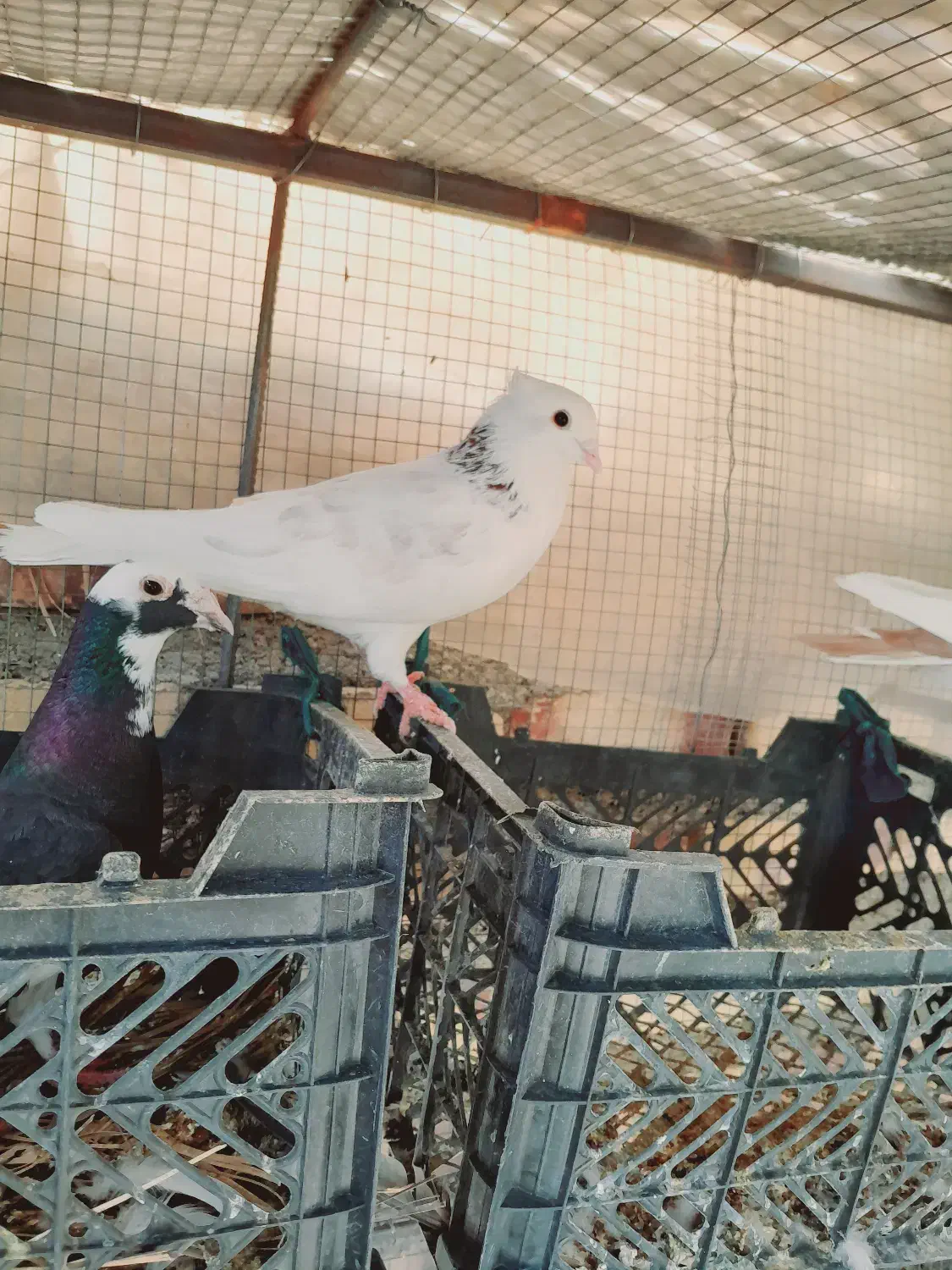 طوقی نصل دار|پرنده|سراوان, |دیوار