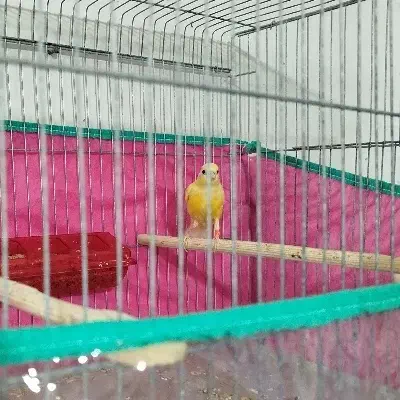 قناری|پرنده|بوشهر, |دیوار