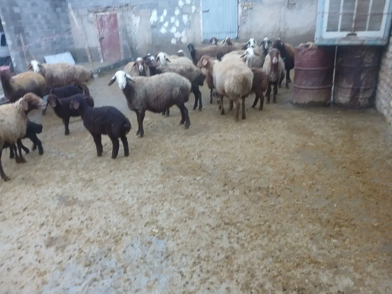 20 عدد میش و 10 عدد بره|حیوانات مزرعه|صحنه, |دیوار