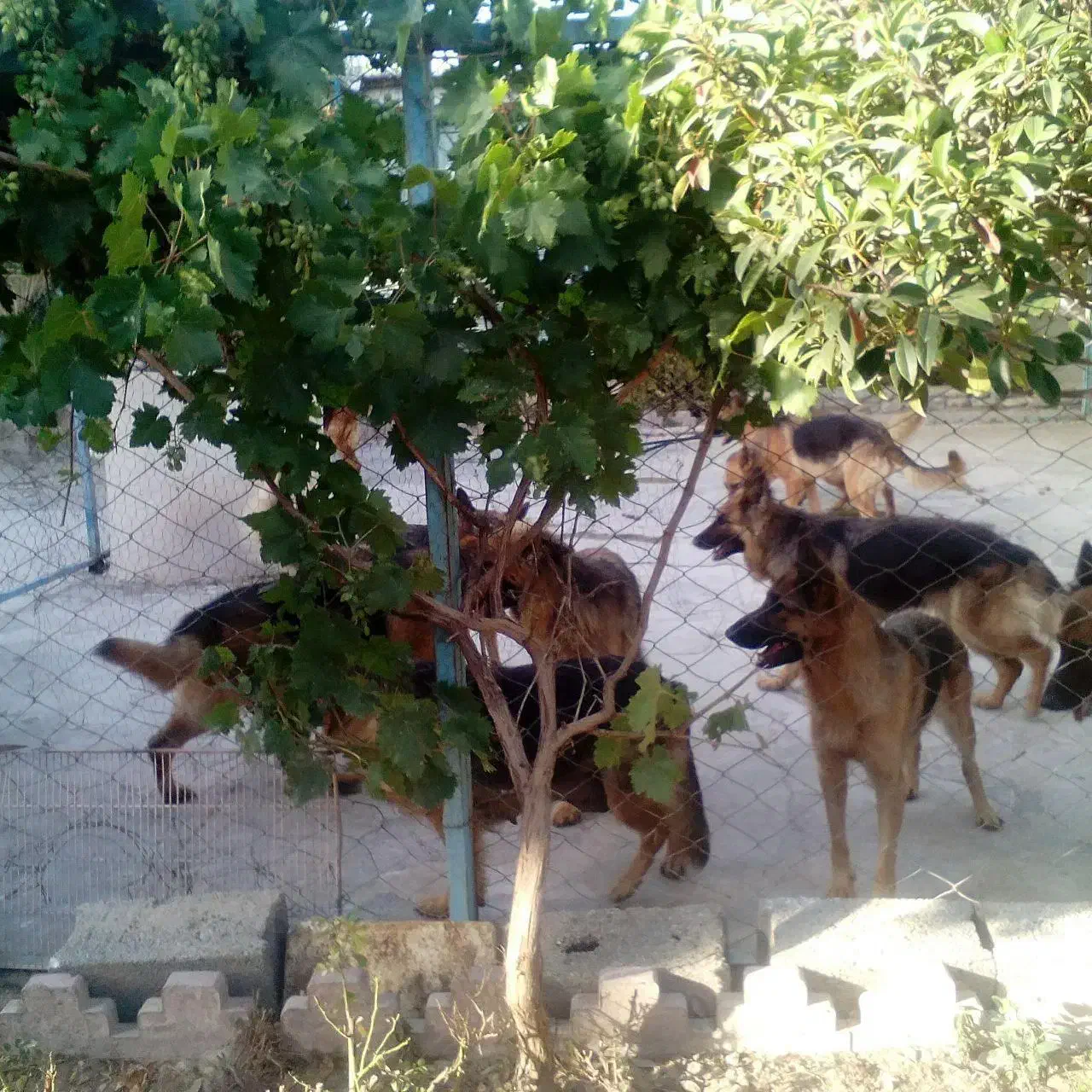 ۵ تا ژرمن ماده یه نر قیمت مناسب|سگ|کرج, گلستان|دیوار