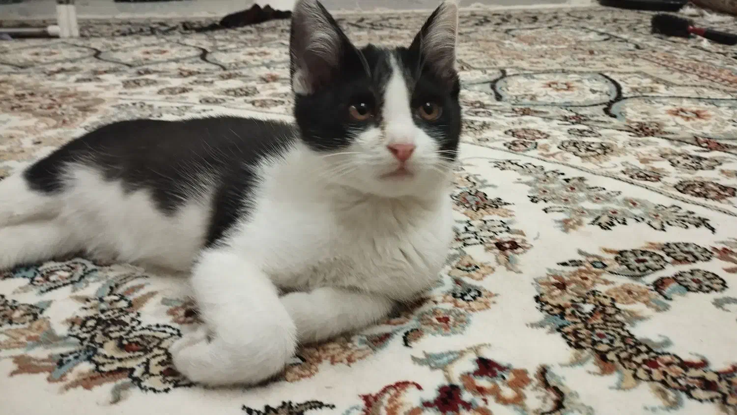 گربه رایگان|گربه|کاشمر, |دیوار