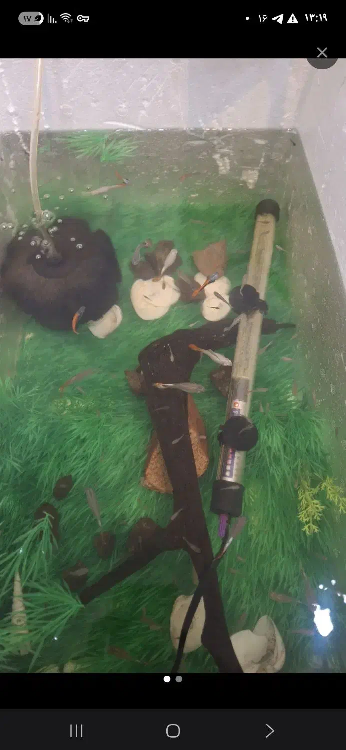 گوپی مولد و پیش مولد|ماهی|مشکین‌دشت, |دیوار