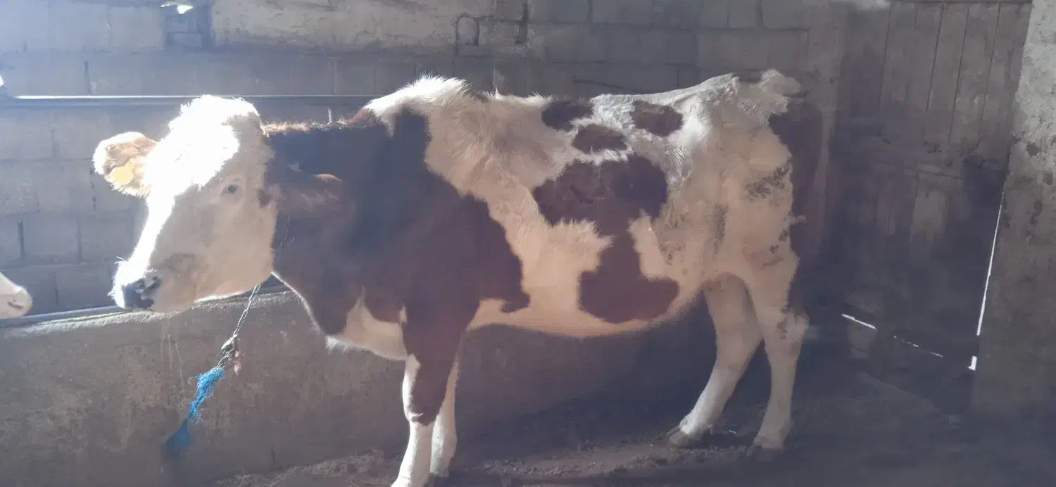 گاو سیمینتال ابستن|حیوانات مزرعه|نقده, |دیوار