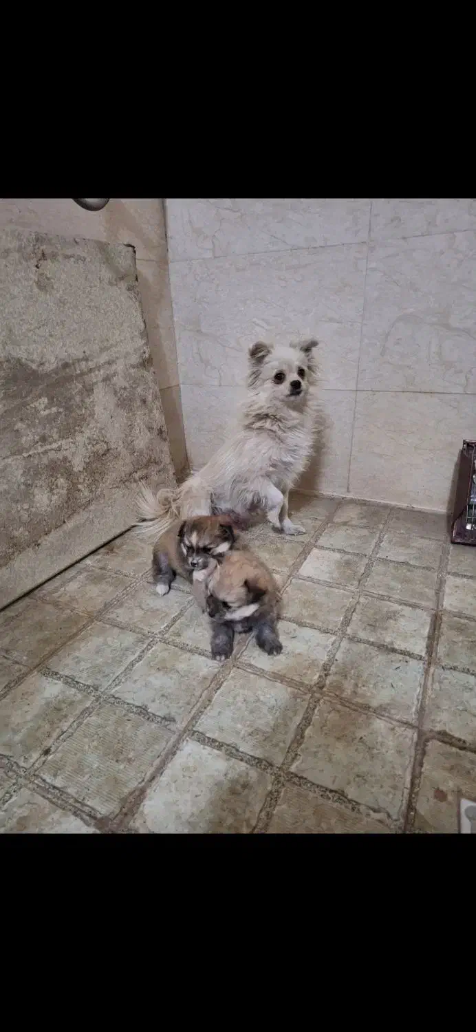 واگذاری سگ نگهبان|سگ|شهریار, شهریار|دیوار