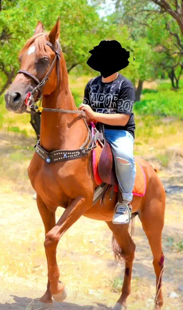 مادیان و کره|اسب و تجهیزات اسب‌سواری|محمدیه-قزوین, |دیوار