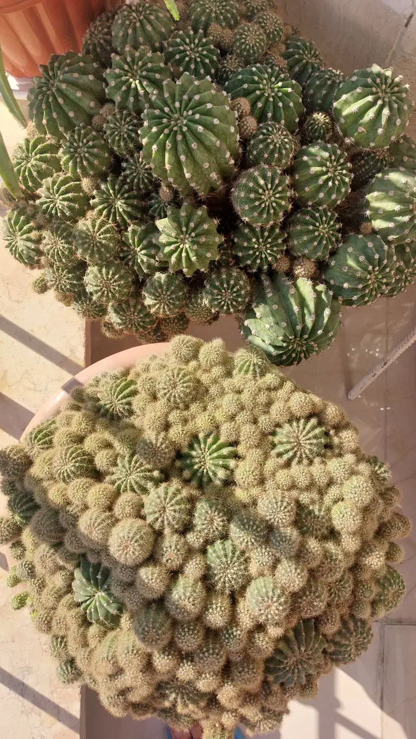 گل کاکتوس بزرگ|گل و گیاه طبیعی|مشکین‌دشت, |دیوار