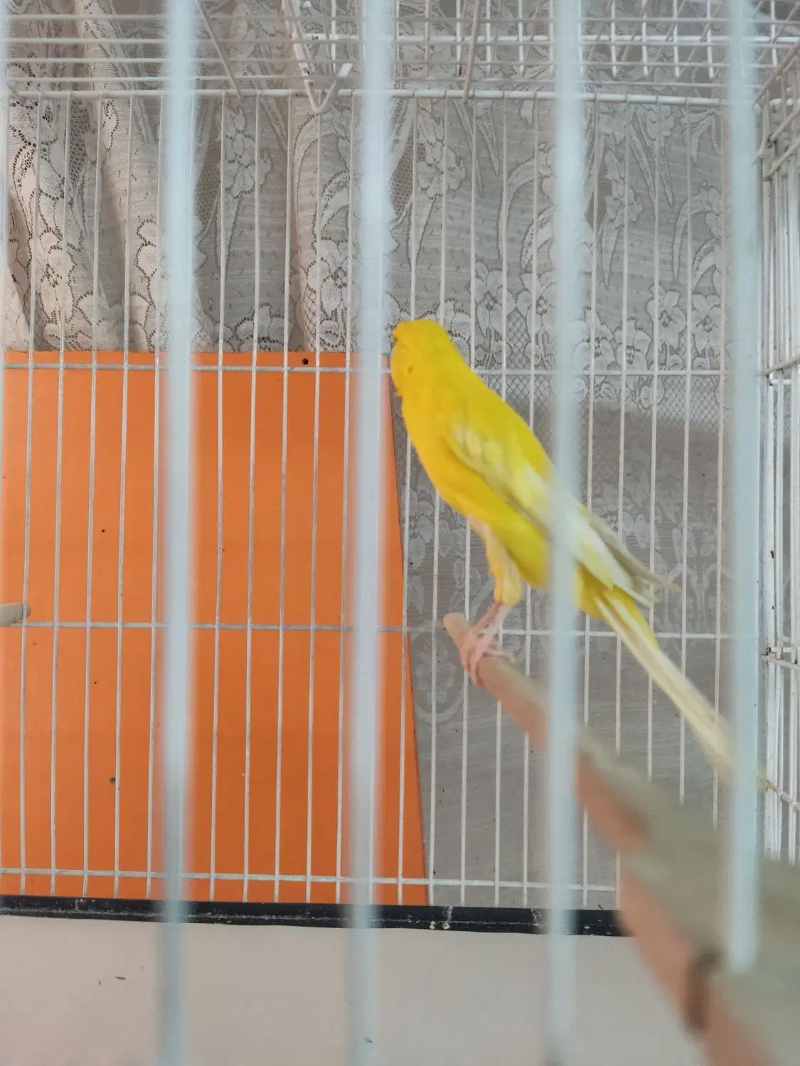 قناری رسمی بلند|پرنده|مشهد, امام خمینی|دیوار