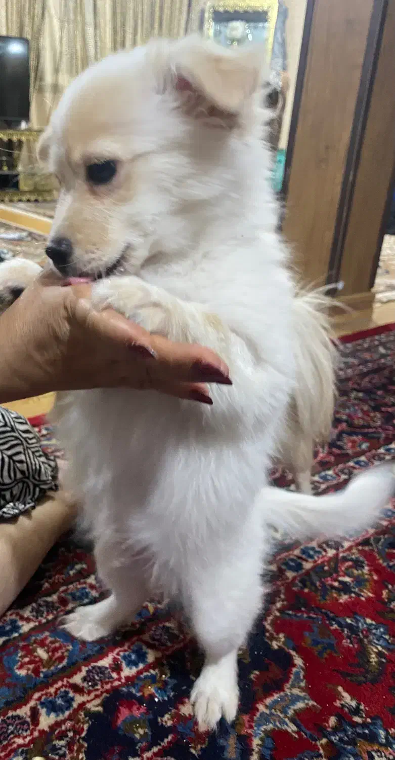 واگذاری سگ|سگ|آبیک, |دیوار